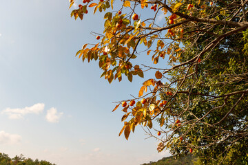 Kaki (persimmon) fruit on tree in Japan in autumn