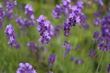ラベンダー lavender