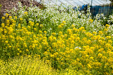 菜の花畑