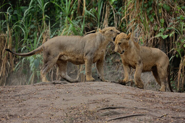 Two young lions are showing an alert attitude.