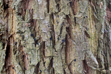Abstract background Old bark