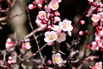 梅の花