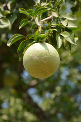 Aegle marmelos or indian bael fruit on the tree