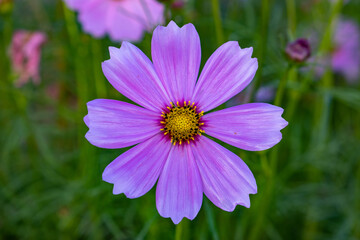 Obraz premium Landscape & Nature (Khao Kho, Thailand)