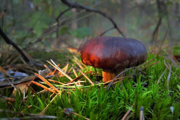 mushrooms in the autumn forest