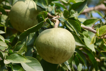 Aegle marmelos or indian bael fruit on the tree