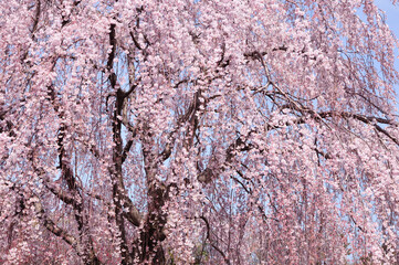しだれ桜