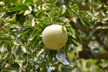 Aegle marmelos or indian bael fruit on the tree