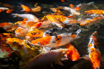 Traditional koi carps in the pond