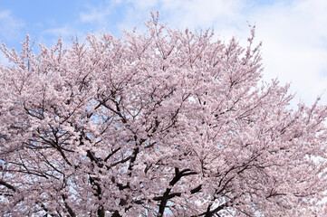 桜