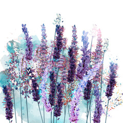 Plakaty  Piękna ilustracja wektorowa z wiosennymi kwiatami lawendy w stylu .akwarela