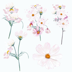 Obraz na płótnie Canvas Collection of vector cosmos flowers in watercolor realistic style