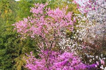 桃の花とツツジ