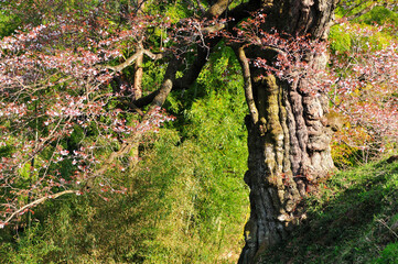 山桜