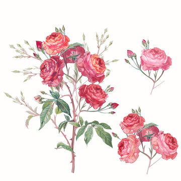 Collection of vector hand drawn roses in vintage antique botanical watercolor style
