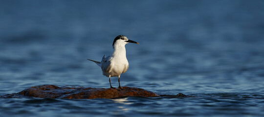 Sandwich tern (Thalasseus sandvicensis)