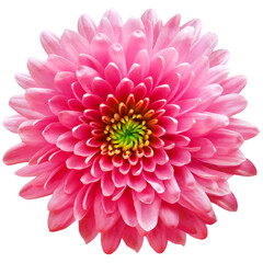 red-pink flower  chrysanthemum on a white  isolated background with clipping path. Closeup. For design. Nature.
