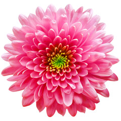 Fototapeta premium red-pink flower chrysanthemum on a white isolated background with clipping path. Closeup. For design. Nature.