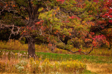 Autumn scene in the woods