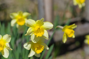 Obraz premium 綺麗な黄色のコントラストの水仙の花