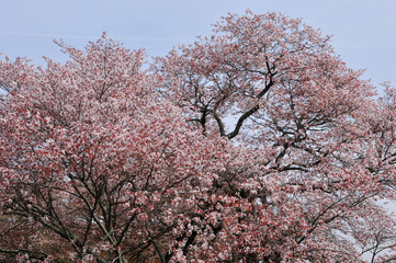 Naklejka premium 山桜