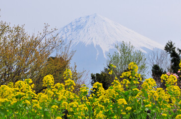 Fototapeta premium 菜の花と富士山