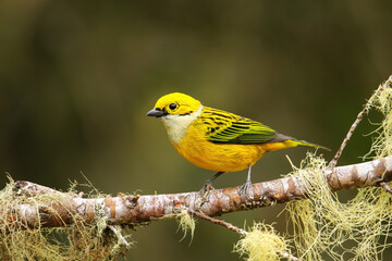 Silver-throated tanager (Tangara icterocephala) sitting on a branch