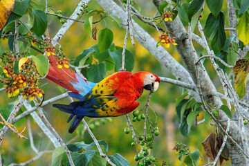 Scarlet macaw (Ara macao) eating fruit in a tree