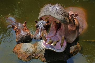 Three hippos are soaking in pool water.