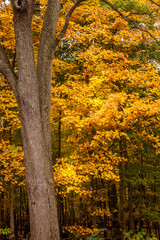 Vibrant autumn scene in the woods