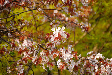 山桜