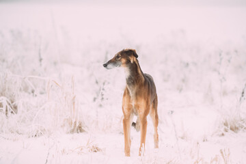 Hunting Sighthound Hortaya Borzaya Dog During Hare-hunting At Winter Day In Snowy Field