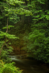 Stream flowing in the woods