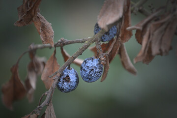 Schlehen im Herbst