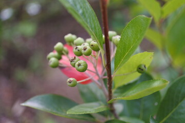 アロニア Aronia チョークベリー
