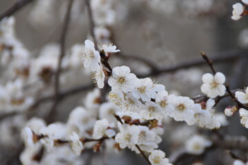 snow covered branches of a tree