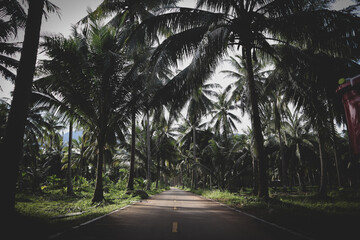 road in the jungle