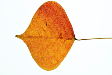 Colorful leaf of Chinese tallow (Triadica sebifera) in Japan in autumn