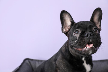 Cute funny dog in pet bed on color background