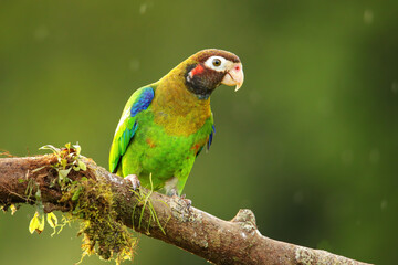 Brown-hooded parrot (Pyrilia haematotis)