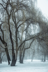 trees in winter