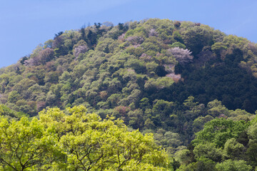 新緑の二上山