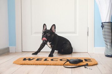 Cute funny dog near door in hallway