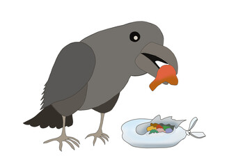 ゴミをあさるカラス