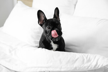 Cute funny dog in bed