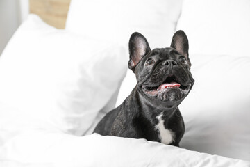 Cute funny dog in bed