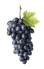 Sweet ripe grapes on white background