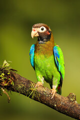 Brown-hooded parrot (Pyrilia haematotis)