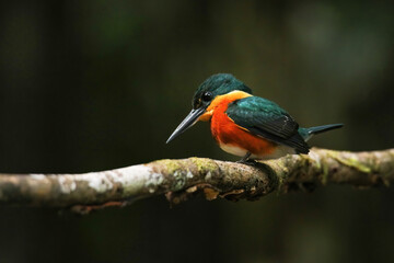 American pygmy kingfisher (Chloroceryle aenea) perched on a stick