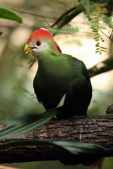 The red-crested turaco (Tauraco erythrolophus), portrait.